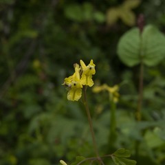 Corydalis moorcroftiana