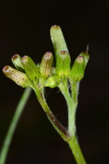 Senecio prenanthoides