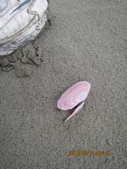Gari lineolata