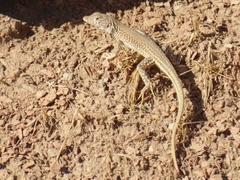 Acanthodactylus schmidti