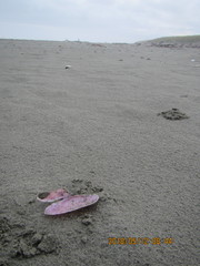 Gari lineolata
