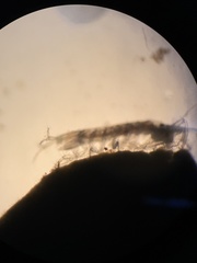 Ianiropsis serricaudis