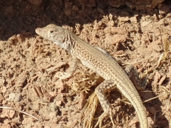 Acanthodactylus schmidti