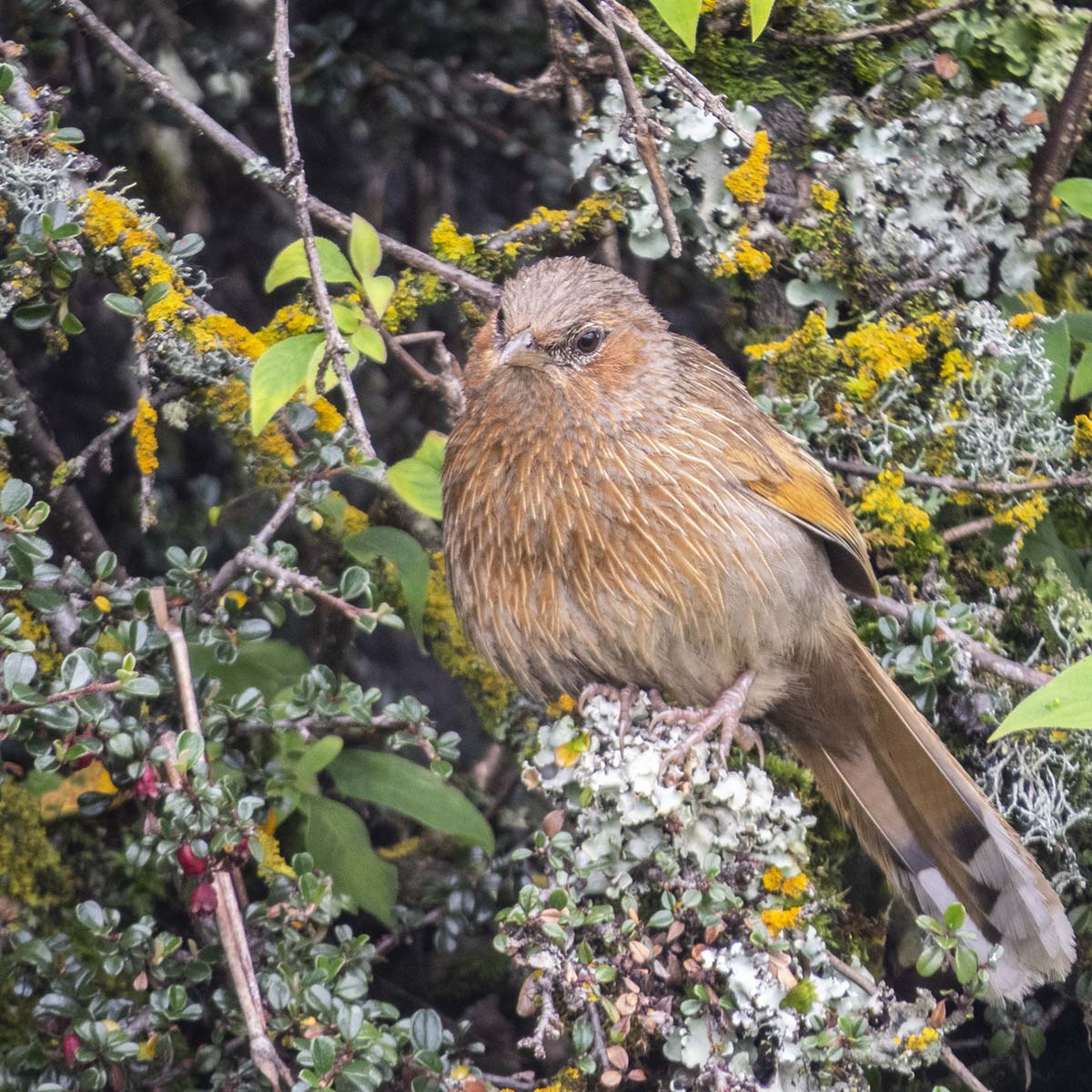 Streaked Laughingthrush (Trochalopteron lineatum)