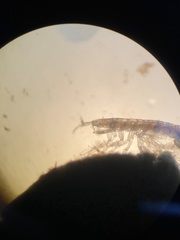 Ianiropsis serricaudis