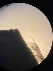 Ianiropsis serricaudis