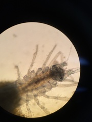 Ianiropsis serricaudis