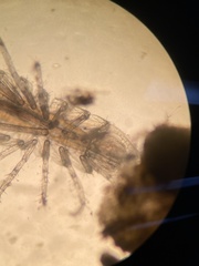 Ianiropsis serricaudis