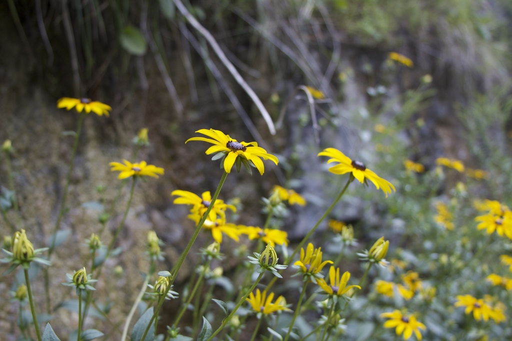 Marsh Coneflower
