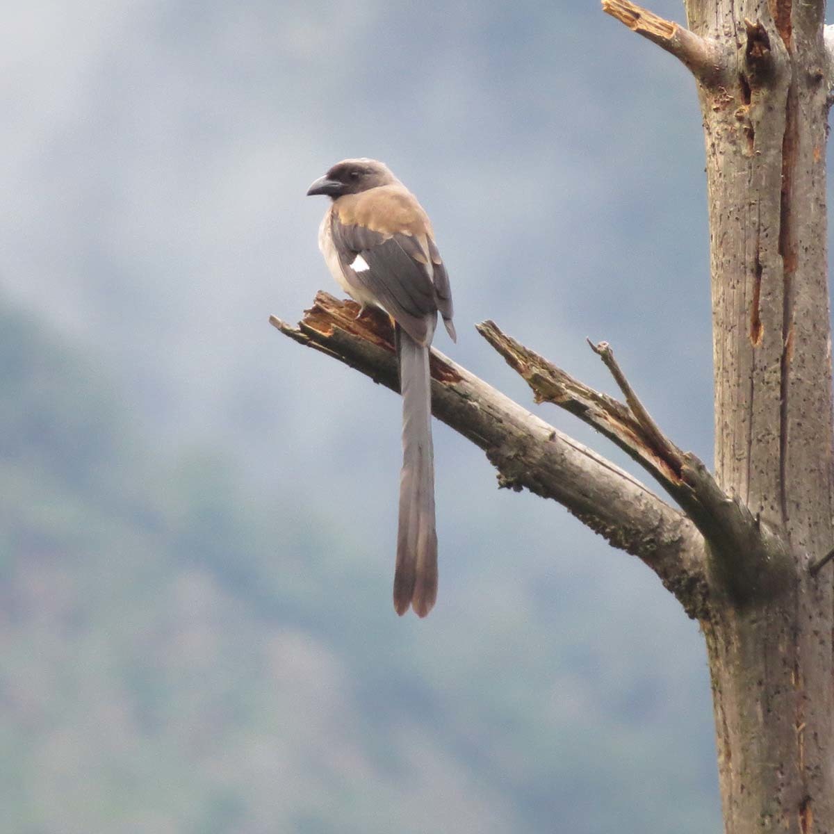 Grey Treepie illustration