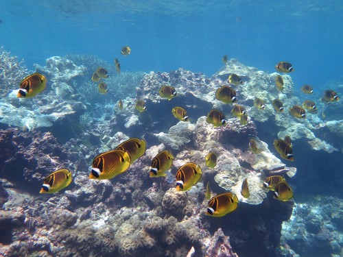 Photo of Raccoon butterflyfish (Chaetodon lunula)