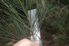 Allocasuarina monilifera