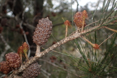 Allocasuarina monilifera