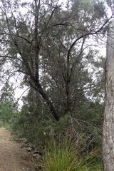 Allocasuarina monilifera