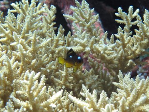 Dascyllus auripinnis observed 2021-11-21
