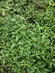 Ageratina riparia
