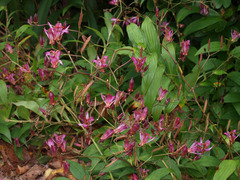 Tricyrtis