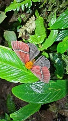 Pseudodirphia menander