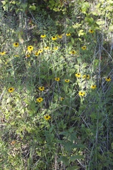 Rudbeckia terranigrae