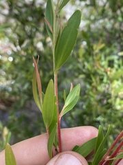 Leptospermum amboinense