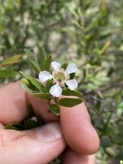 Leptospermum amboinense