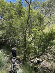 Leptospermum amboinense