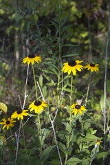 Rudbeckia terranigrae