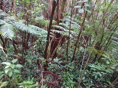 Cibotium chamissoi