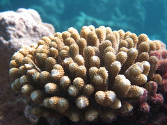 Acropora globiceps