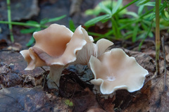 Clitocybe diatreta