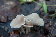 Clitocybe diatreta