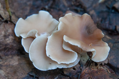 Clitocybe diatreta