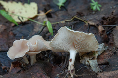 Clitocybe diatreta