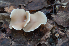 Clitocybe diatreta