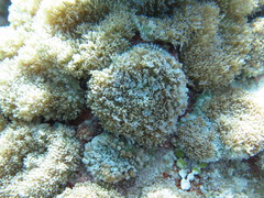 Rhodactis