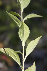 Rudbeckia terranigrae