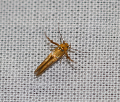 Stathmopoda acontias