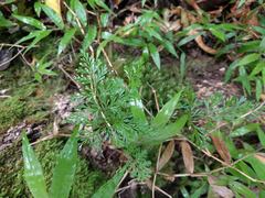 Davallia fejeensis
