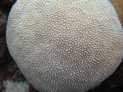 Hydnophora microconos