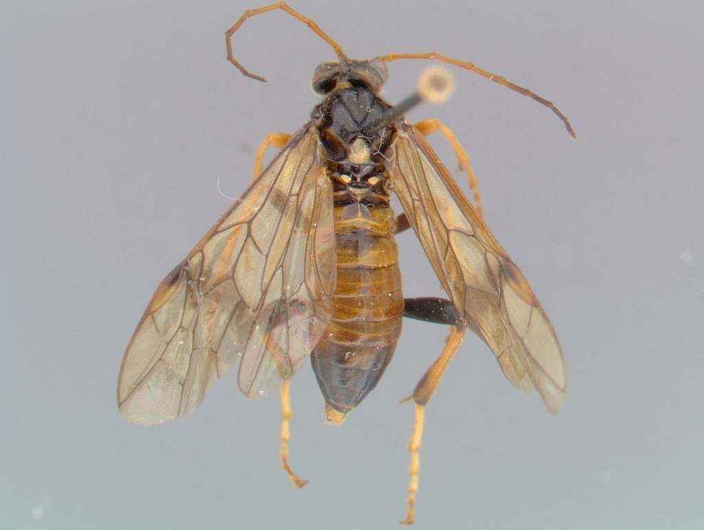 Macrophyopsis nebulosum