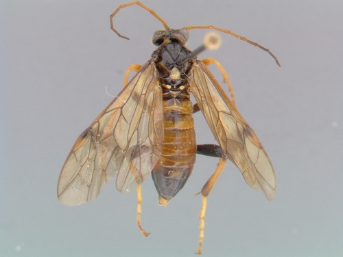 Macrophyopsis nebulosum