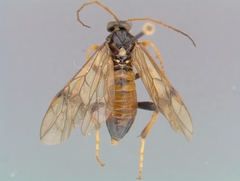 Aglaostigma nebulosum