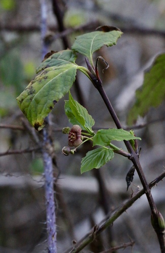 Western Burning Bush