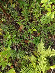 Ageratina riparia