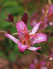 Tricyrtis