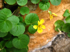 Viola caucasica