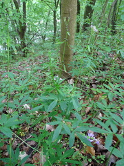 Cardamine bulbifera