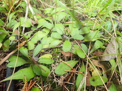 Mazus novaezeelandiae impolitus