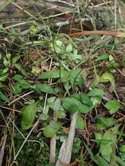 Mazus novaezeelandiae impolitus