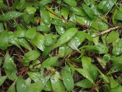 Mazus novaezeelandiae impolitus